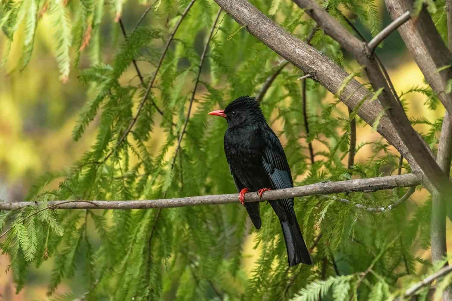 Black Drongo